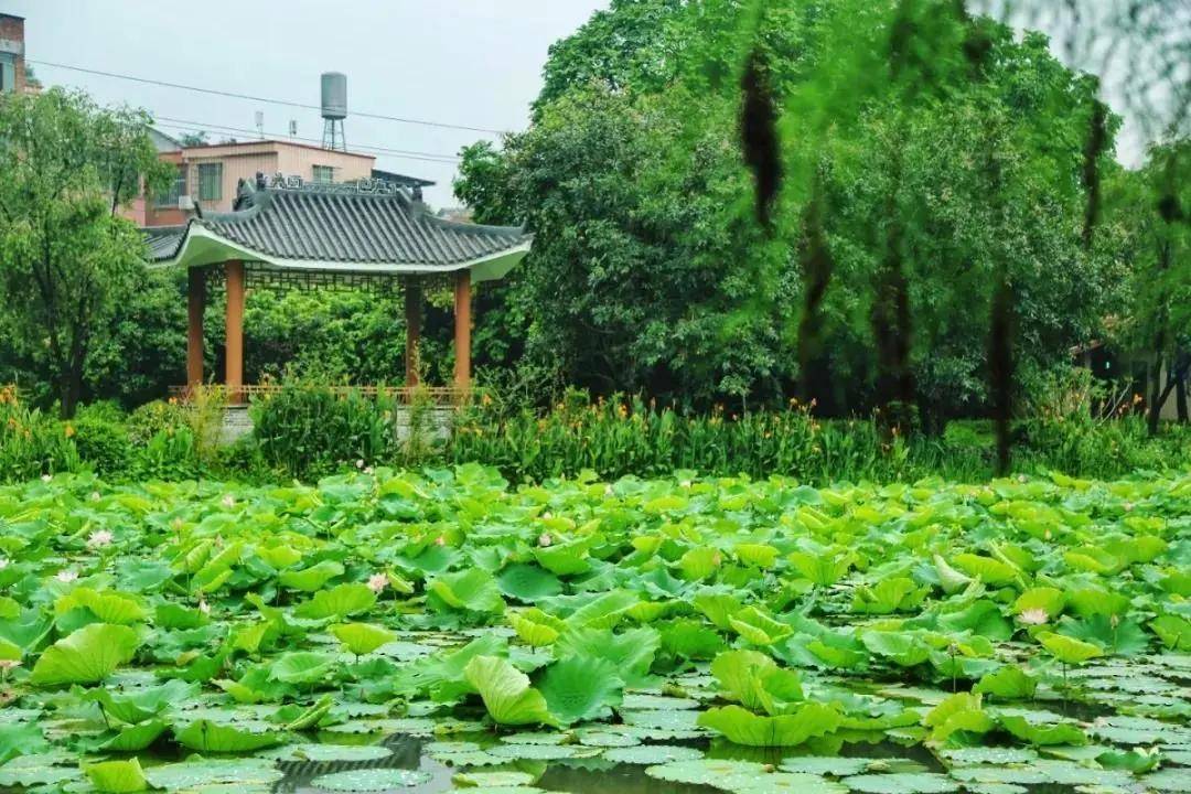 多图剧透莲塘古村荷花初绽此时不赏更待荷何时