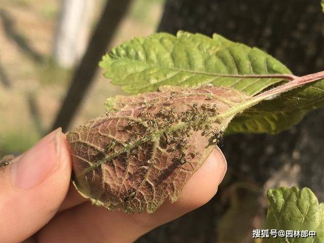 图为栾树叶片上的蚜虫