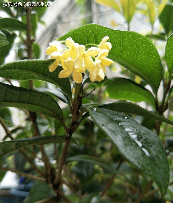 桂花葉子打卷不開花從2方面解決金花掛滿枝花香飄百米