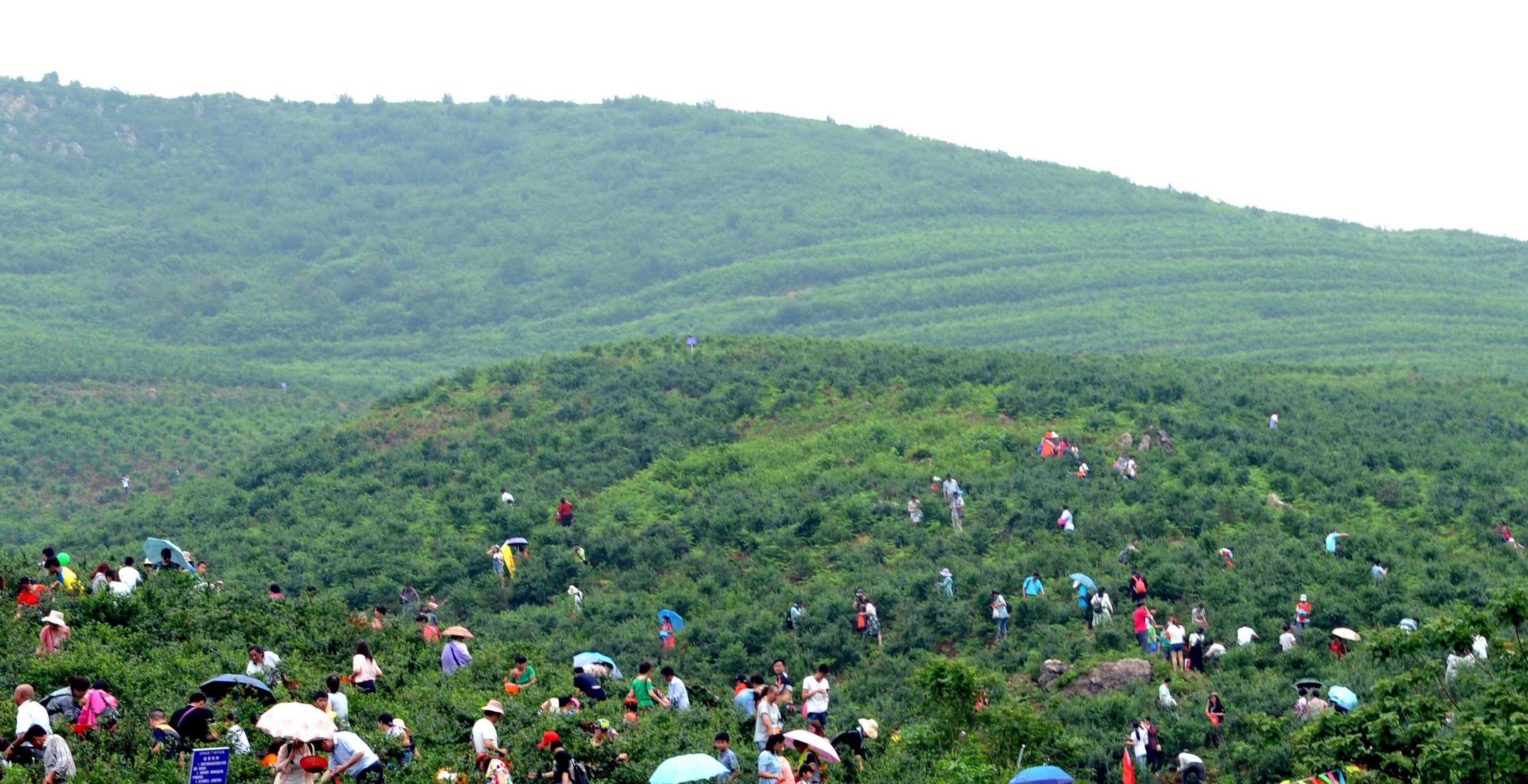 湖北黄梅县蓝莓基地图片