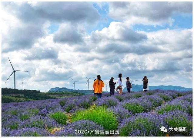 临朐九山宋香园已成花的海洋