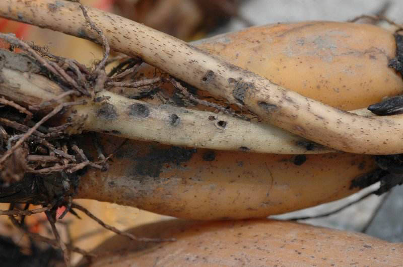 会以尾端的小钩插入莲藕根茎的幼嫩部位,以口器蛀食地下茎形成小孔