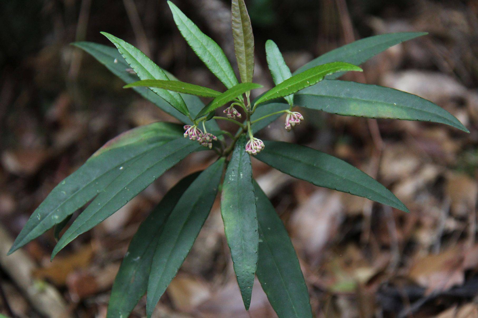 庆元植物1149紫金牛科紫金牛属少年红
