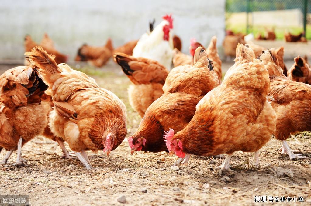 农村老人买回的鸡鸭为什么不杀,有些还养得一年半载还在喂米糠米饭?