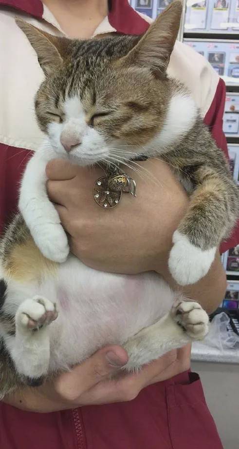 见过人吸猫,没见过猫吸人, 有只粘人的猫是什么体验