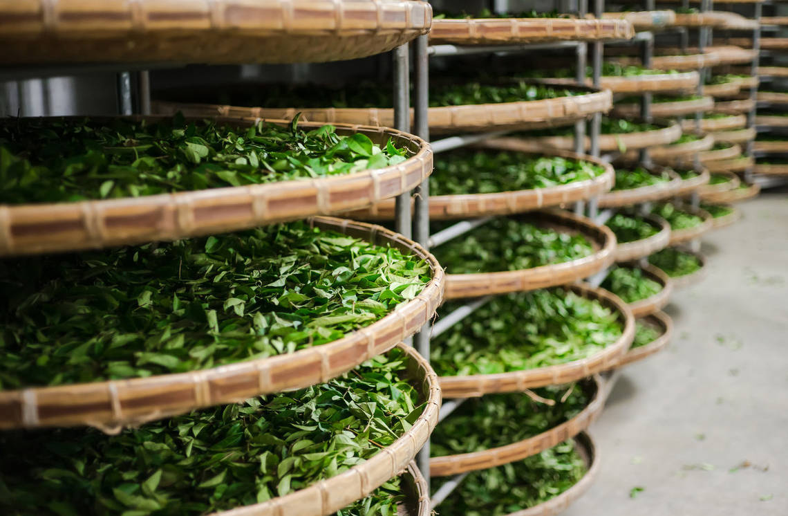 科技特派员现场指导茶叶制作工艺