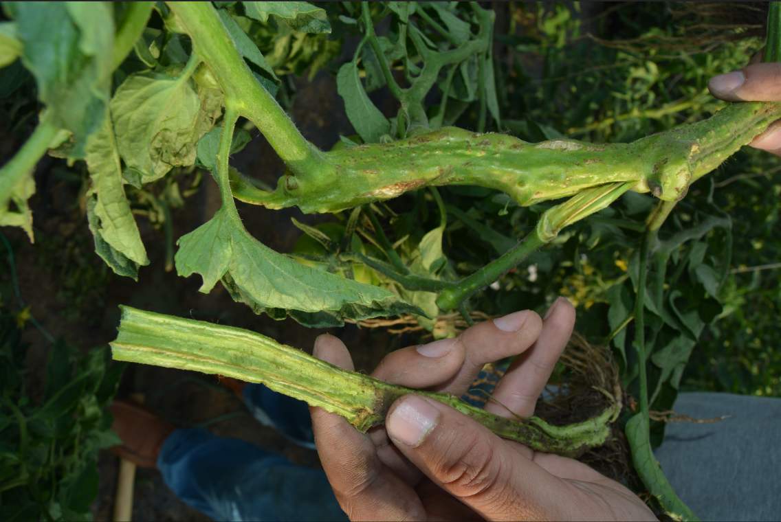 青枯病,枯萎病分不清楚?主要从这五点区分!