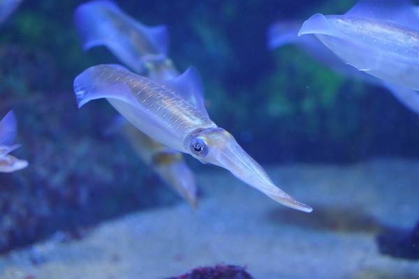 科学家从鱿鱼透明性身体中汲取灵感 改造"隐身"细胞_海洋生物