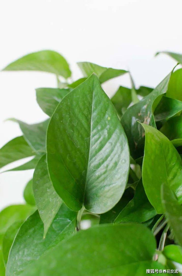 绿萝和心叶蔓绿绒的区别,长得太像了,老花友都容易将它们混淆_叶子