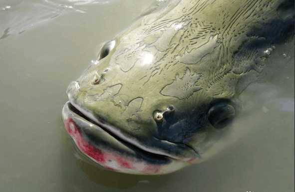 巨骨舌鱼是世界上最大的淡水鱼之一