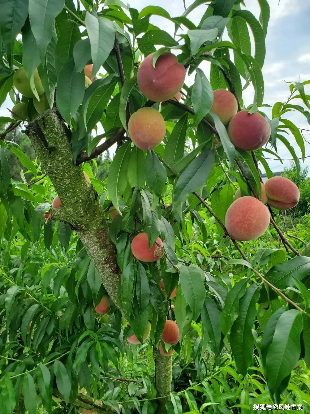 凤娃古寨千亩桃园免费采摘凭门票限量50斤人