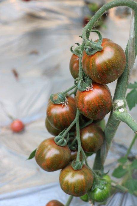迷彩小番茄种子 进口抗病特色番茄品种