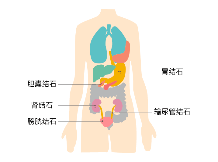 胃与胆囊位置示意图图片