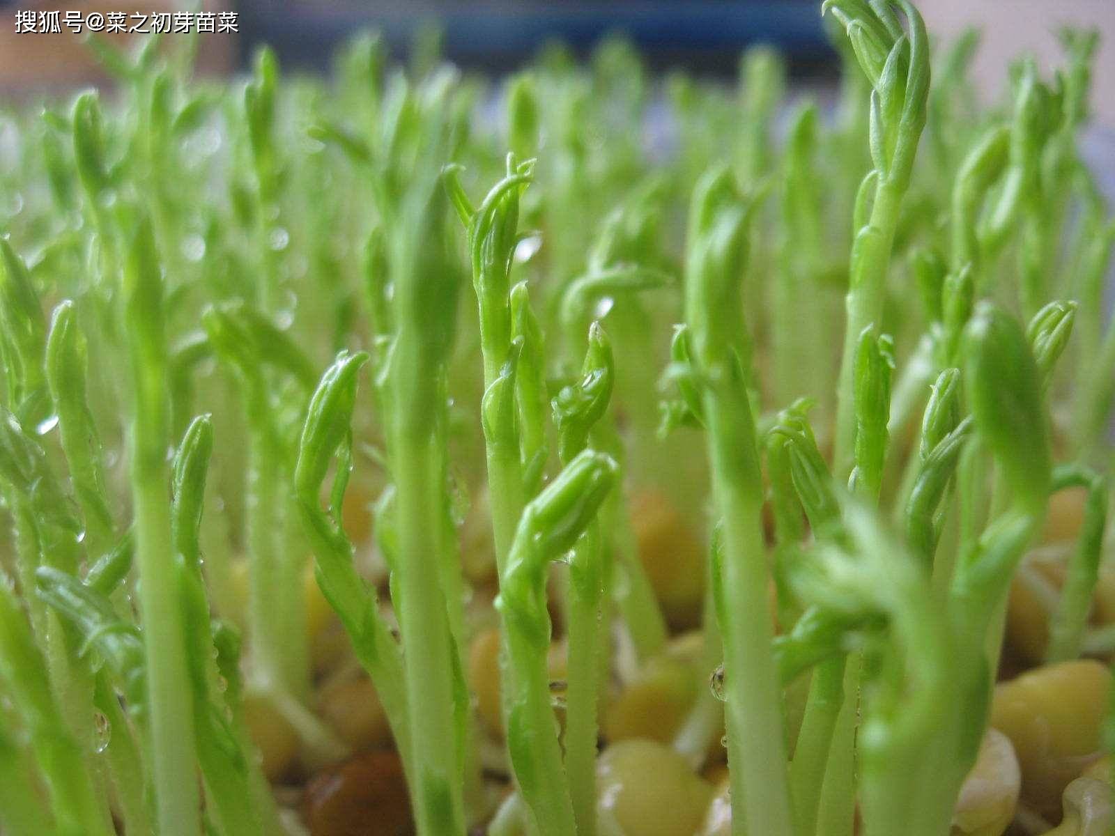 适合春夏培育的芽苗菜——苜蓿