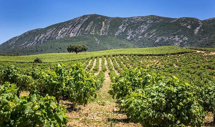 葡萄牙葡萄酒产区：塞图巴尔半岛 Peninsula de Setubal