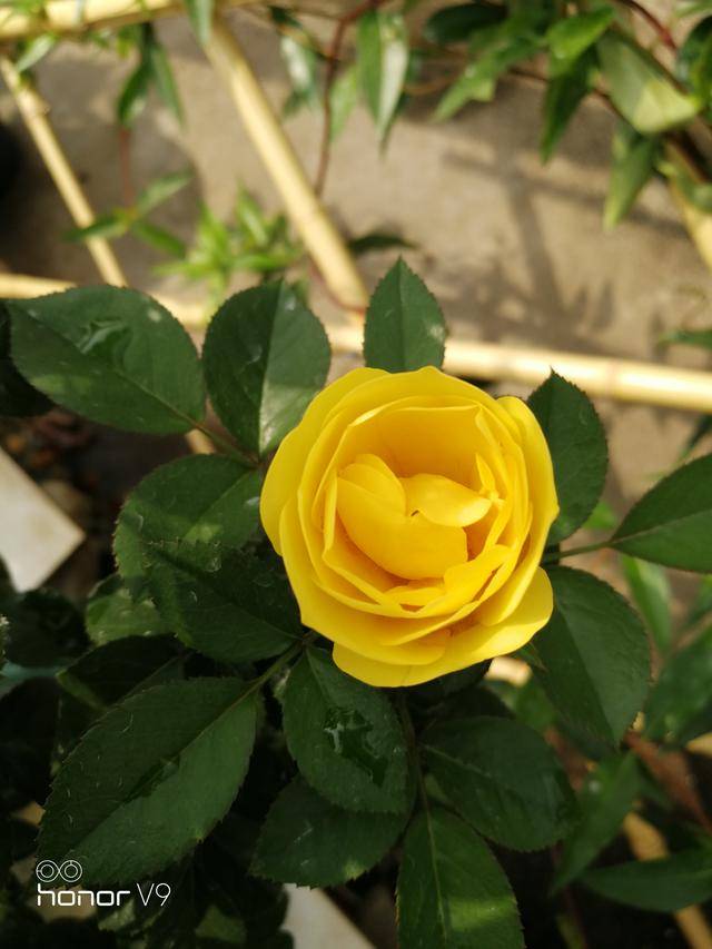 火星王阳台月季金色微月荷兰阳台系列