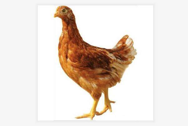 青年鸡育雏批发厂浅谈青年鸡的饲养管理技术