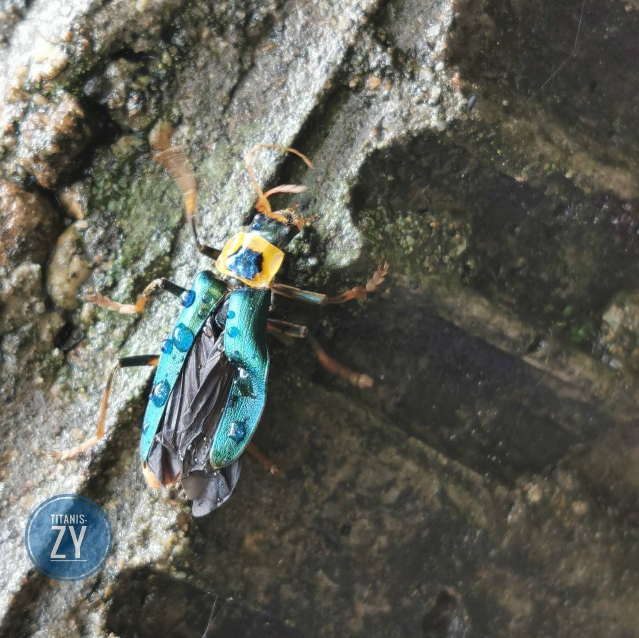 昆虫世界户外的昆虫有哪些你发现了吗