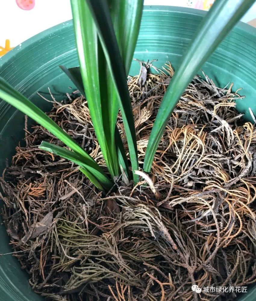 敲重点:兰花上盆是有技巧,对盆土的搭配,栽种深度,上盆以后的养护都很