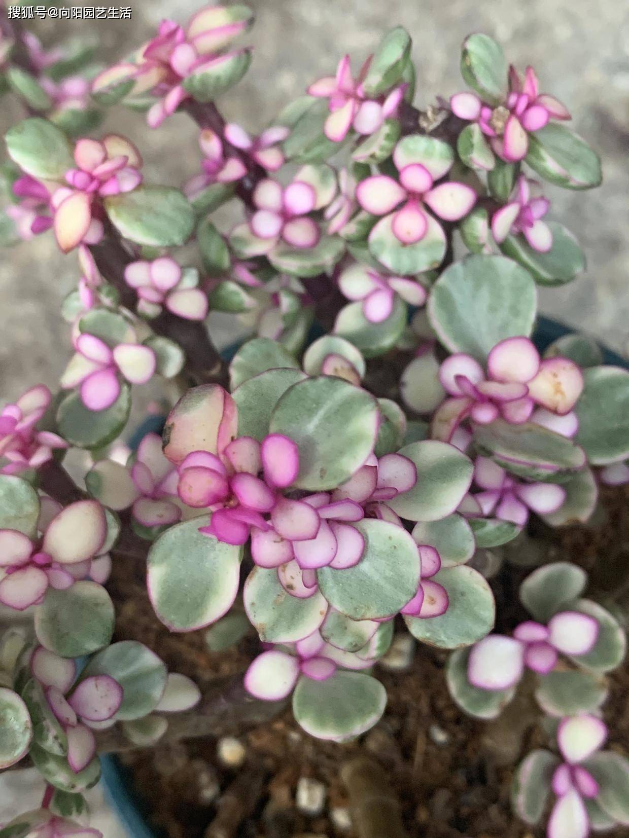 "药锦"雅乐之舞,如何正确分辨,学会这"2看",一