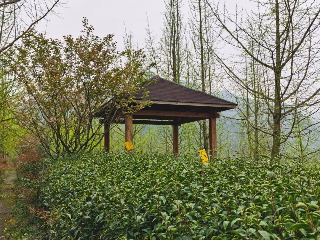 茗边聚焦云翠茶业走多元化发展创品牌化企业