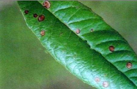 枇杷树有那些病虫害?要怎么防治?_手机搜狐网