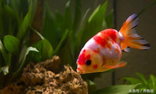 最受欢迎的十大宠物,进来瞧瞧你家养的宠物究竟排第几_龙猫