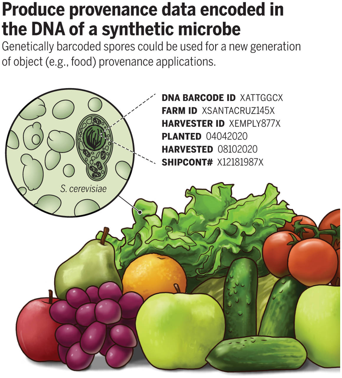 瓜果蔬菜的dna条形码 来源:[2]