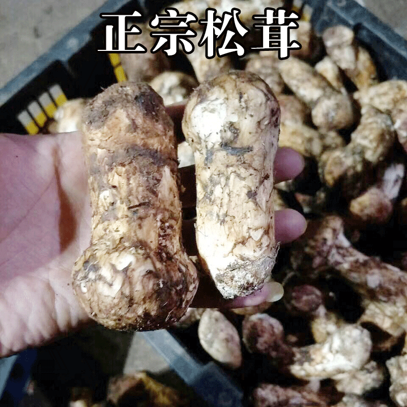 马尾松茸花脚松茸假松茸有微毒吃了嘴巴发麻眼睛花