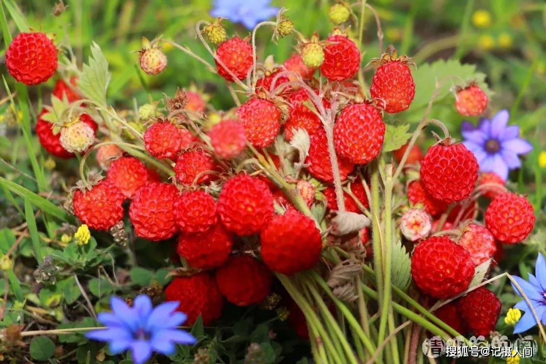 哇,天水的瓢儿红啦!漫山遍野,看的人流口水