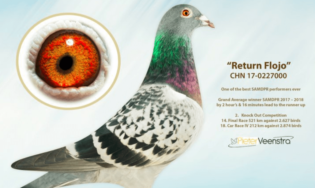 荷兰彼得·文斯特拉的实力战队,优秀种鸽集锦