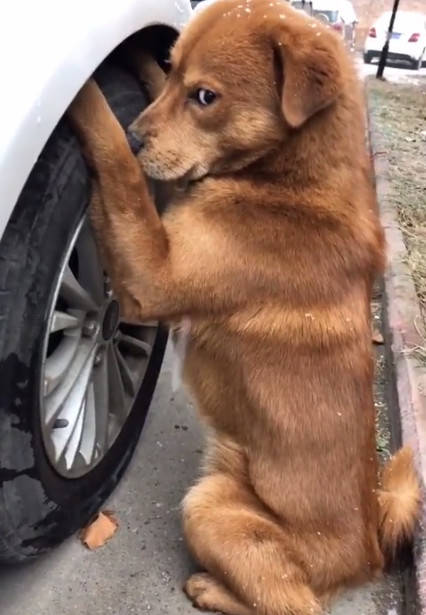 主人带狗狗散步,没想到它竟然啃别人的汽车轮胎,主人:赔不起啊_手机