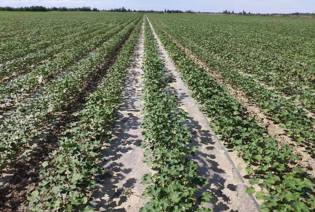 热封棉行情(库尔勒市2016年承包棉花地行情) - 今天股市最新消息