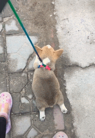 原创小狗出去玩耍赖不回家主人拉起牵引绳小可爱被秒提起