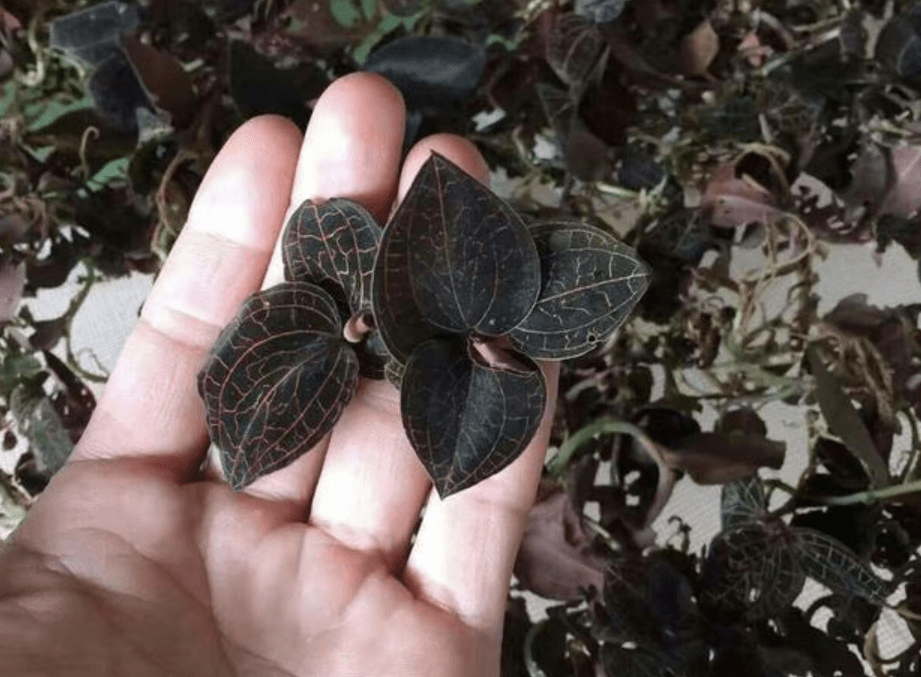 比如,也有人把它叫做花叶开唇兰,金线莲和金线风等别名