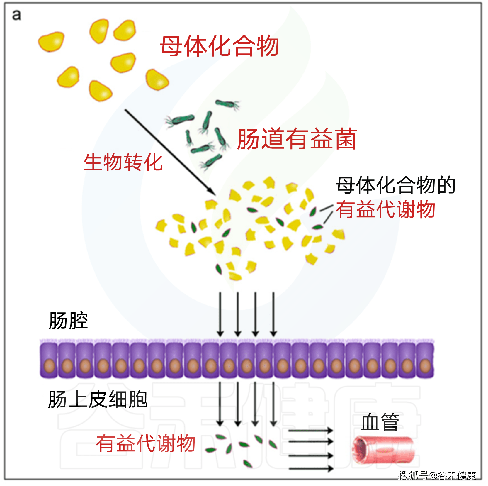 途径1肠道微生物将母体化合物直接转化为有益代谢物