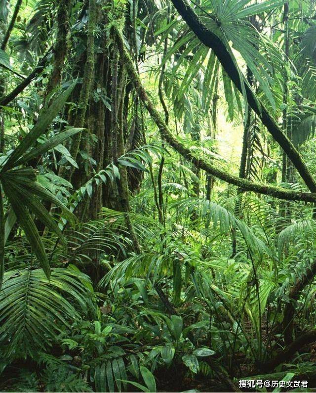 亚马逊森林未解之谜图片