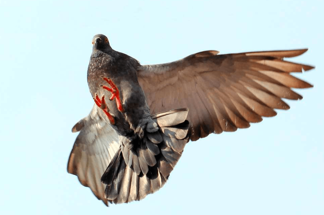 除赛鸽本身素质外,还有这些因素影响速度