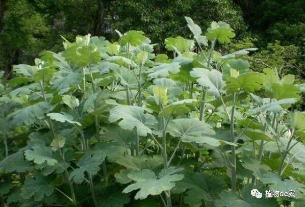 就在前两天,我将自己以前拍摄过的植物图片相册拿了出来,仔细翻看了