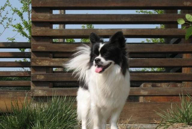 纯种巴比伦犬是什么样的?这几点特征要记住