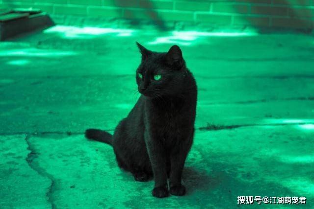 黑猫为什么少人养除了不吉利还有这5大原因