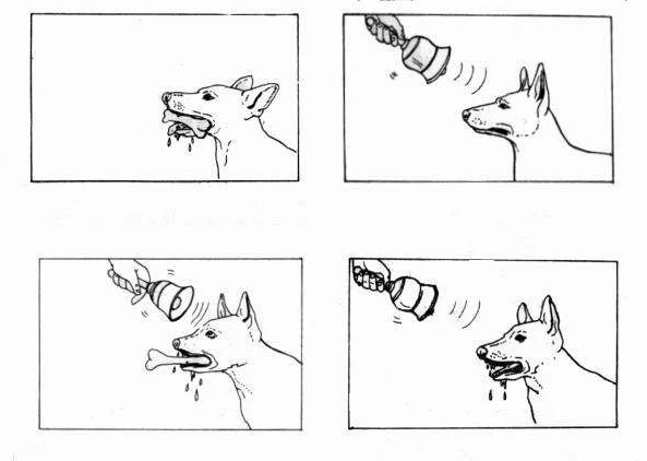 结果一段时间后,实验结果发现即便不用食物只用摇起铃铛,狗也会分泌