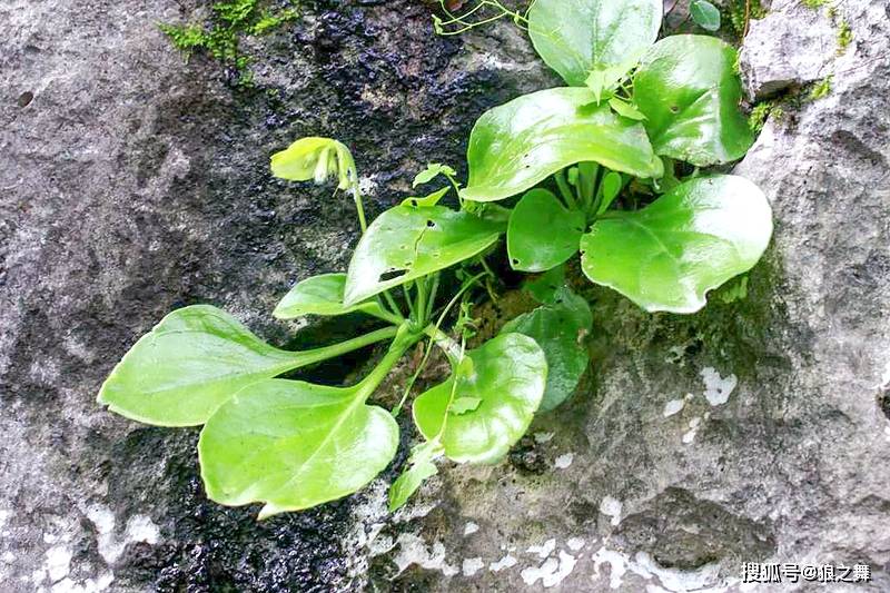 岩白菜的生长环境图片