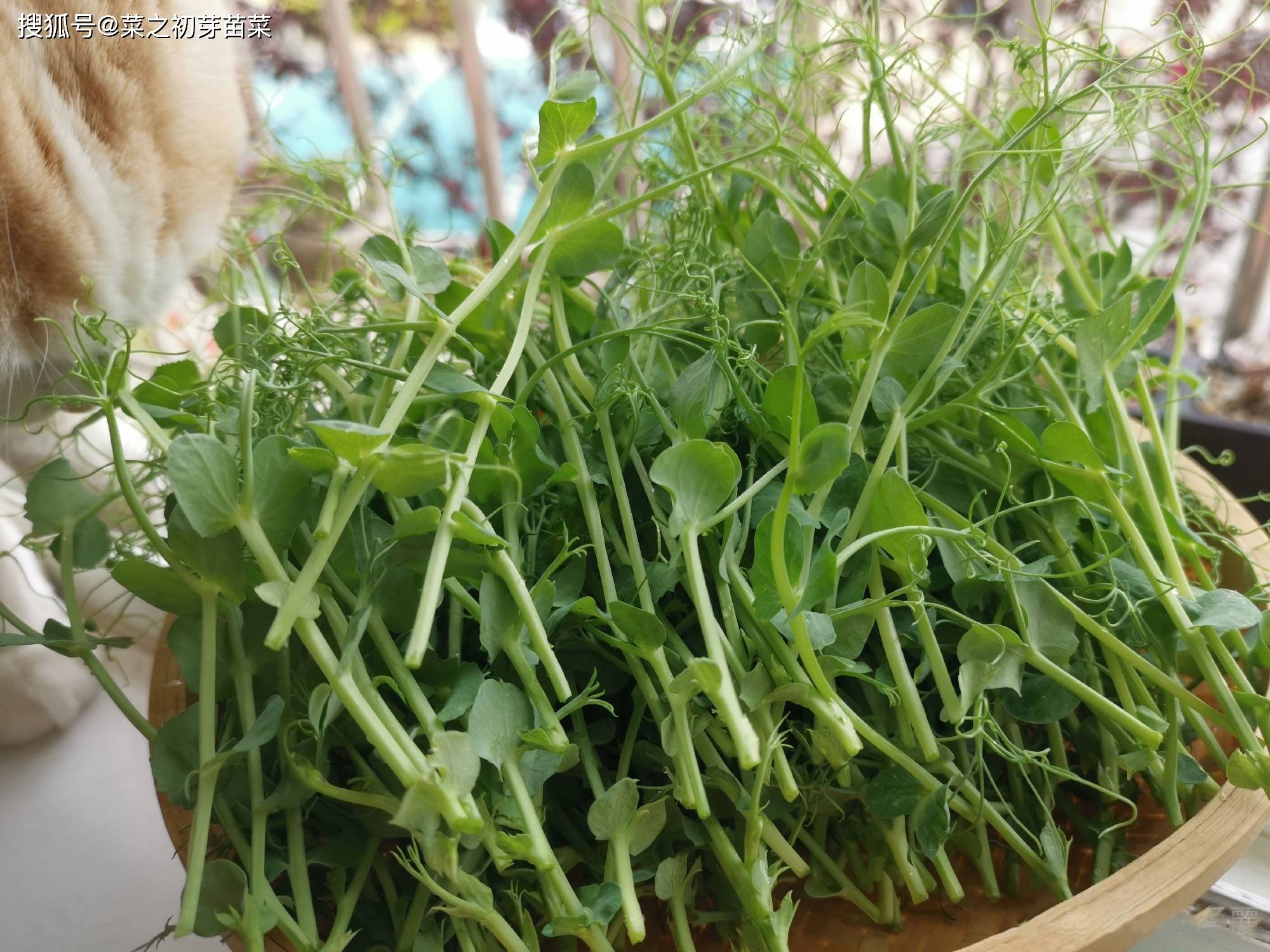 农业科技有限公司楼塔生产基地占地2000多平方米,是一家从事芽菜养殖