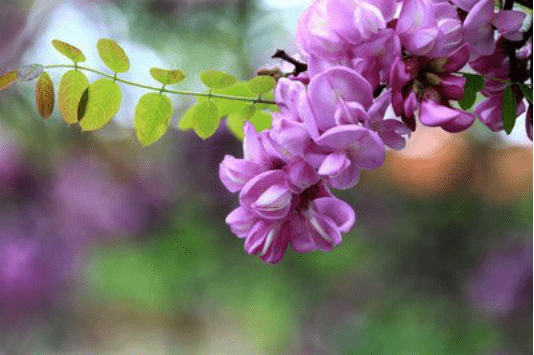 植物小百科|带你见识五花八门的槐树品种