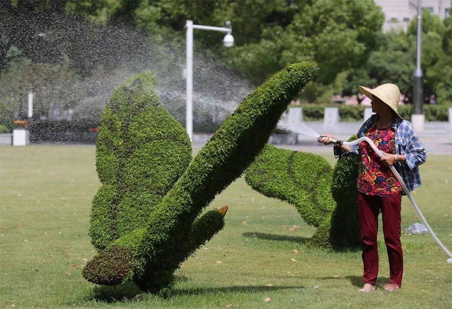 江苏景盛源绿雕丨绿雕厂家五色草造型真植绿雕常用植物特性