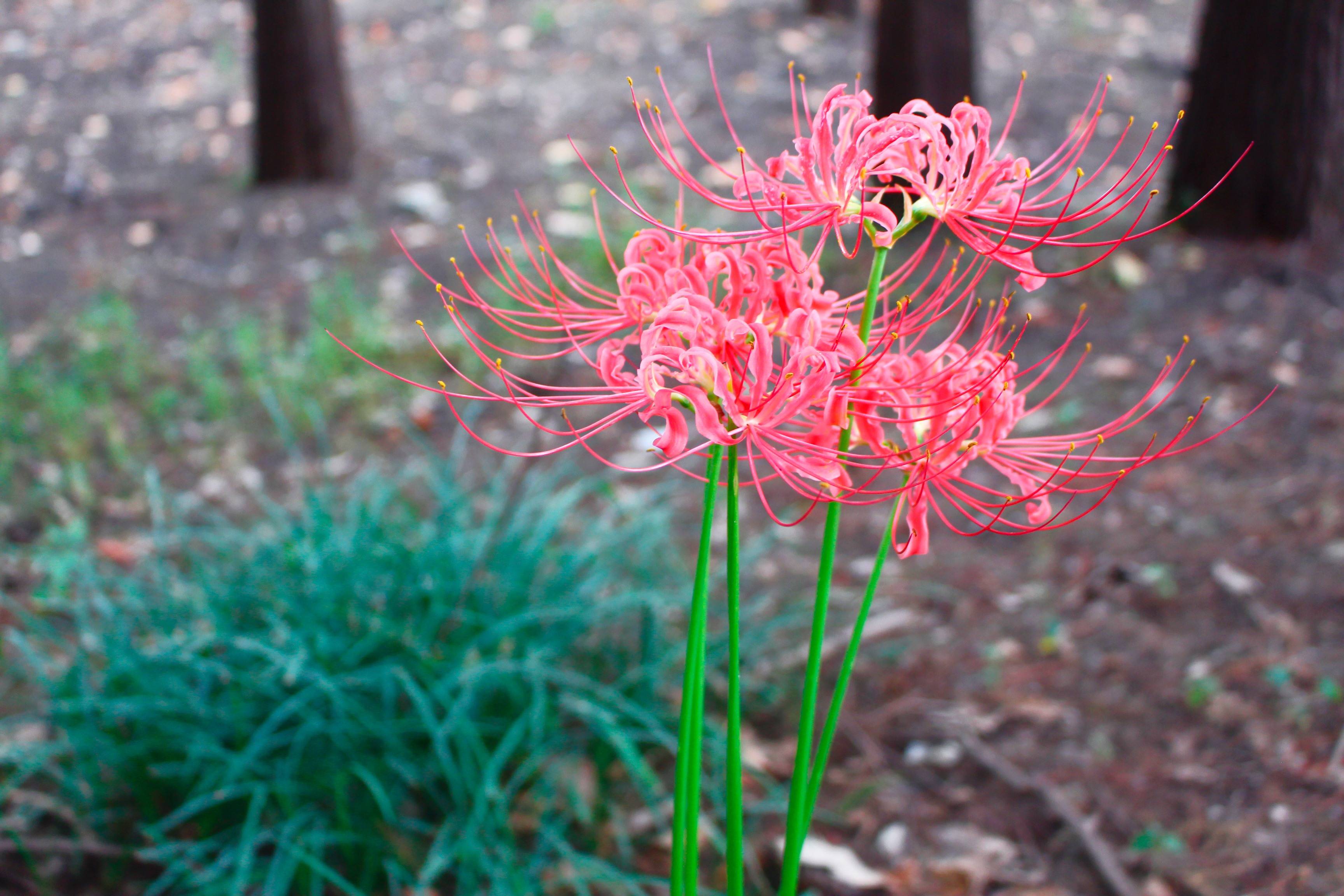江苏无锡太湖鼋头渚的彼岸花