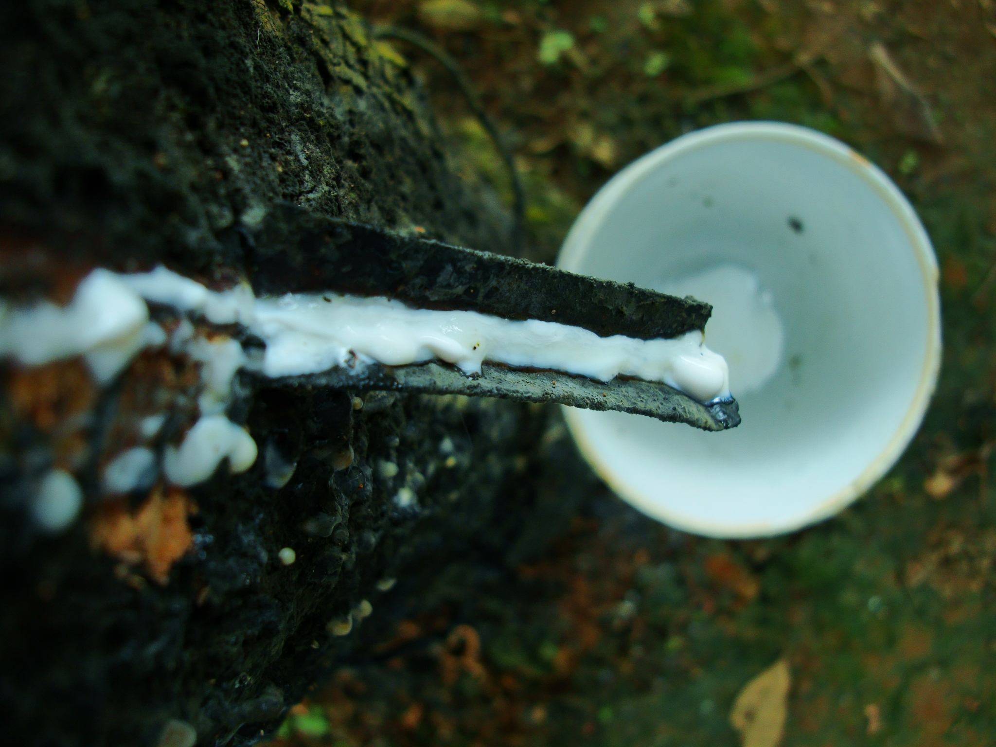 泰国原产乳胶为什么好?_橡胶林