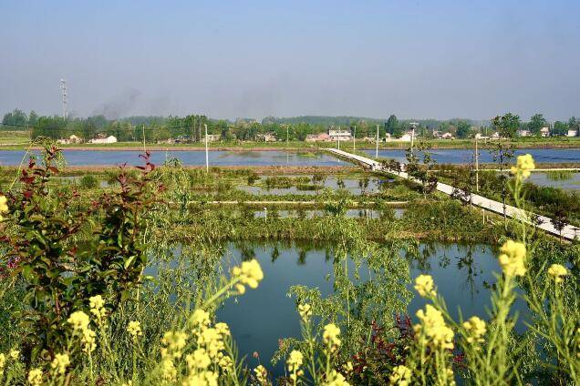 新沂市港头镇半村日昌泰水产养殖专业合作社社长卢太珂和家人们正在捕