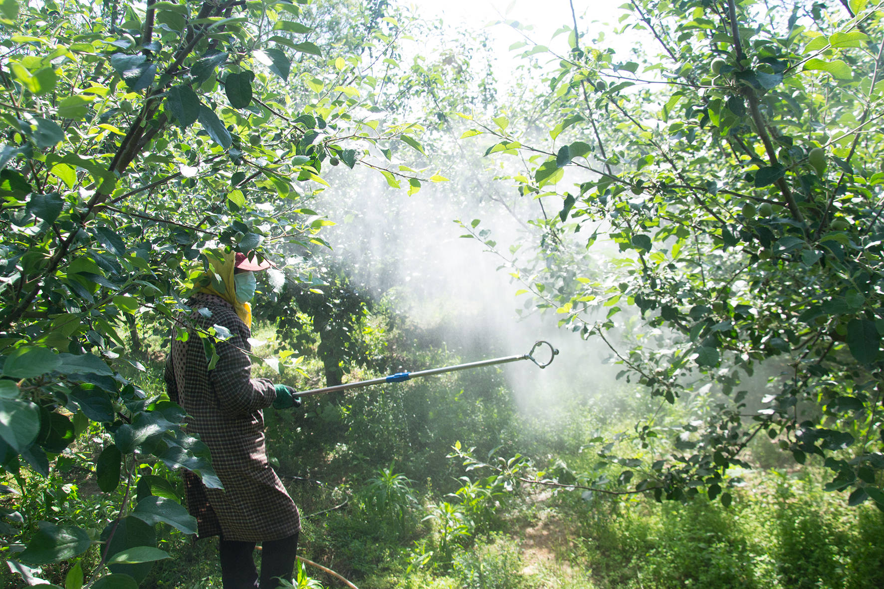 苹果打完药后套袋前,遇到下雨情况,到底要不要重新打药